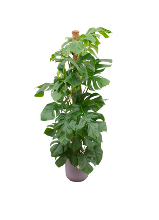 Monstera 150cm - Gatenplant Kamerplant