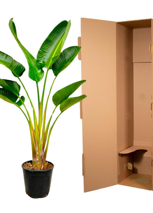 Strelitzia Augusta - 160 cm - Ø21-24cm