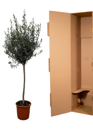 Olea Europaea on stem - Kamerplant