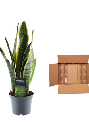 Sansevieria 45cm - Vrouwentong | Luchtzuiverend