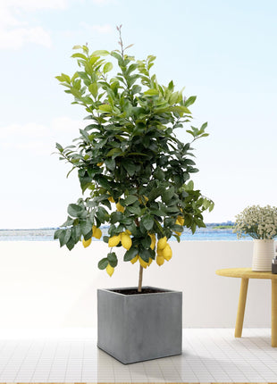 Block Grey – Betonnen plantenpot S | D30 × H30 cm | Moderne vierkante plantenbak voor binnen & buiten - Kamerplant