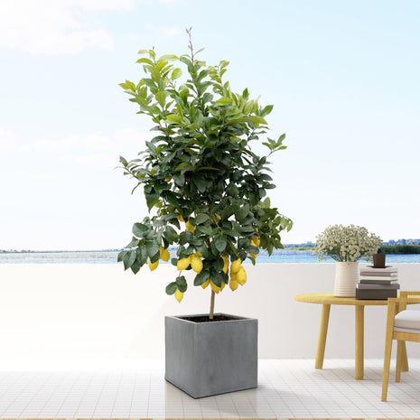 Block Grey – Betonnen plantenpot S | D30 × H30 cm | Moderne vierkante plantenbak voor binnen & buiten - Kamerplant