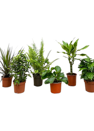 Surprise Box Kamerplanten – 6x Unieke Groene Schoonheden - Kamerplant