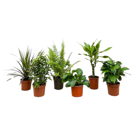 Surprise Box Kamerplanten – 6x Unieke Groene Schoonheden - Kamerplant