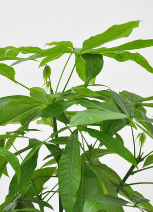 Pachira Aquatica - Kamerplant