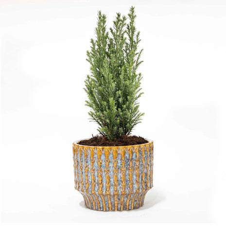 Kerstboom Ellwoodii - Met Pot Echo - 25-30cm - Kant en Klaar