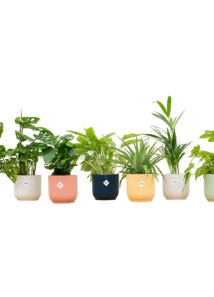 Surprise Box – 6 kamerplanten met Elho Vibes pot Ø14 | Stijlvolle kleurenmix & cadeau - Kamerplant