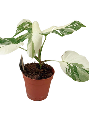 Monstera Deliciosa Variegata Super White - Ø15cm - ↕35-40cm