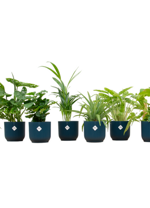 Surprise Box – 6 kamerplanten met Elho Vibes pot Ø14 | Stijlvolle kleurenmix & cadeau - Kamerplant