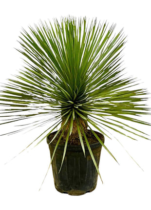 Yucca 90cm - Sterke Kamerplant