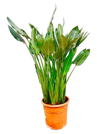 Strelitzia Reginae XL - 160cm - ⌀30