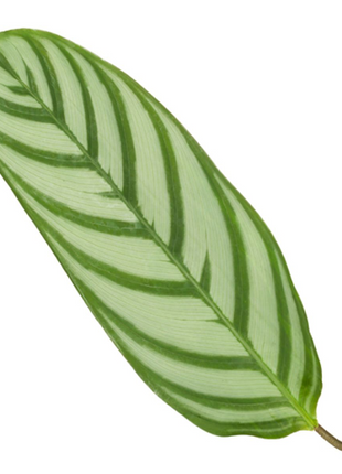 Calathea Compactstar - 90 cm - Ø21cm