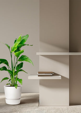 Strelitzia Nicolai - 80-100 cm - ø17