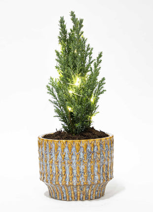 Kerstboom Ellwoodii - Met Pot Echo - + LED Verlichting - 25-30cm