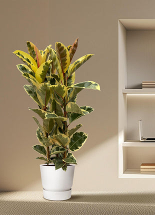 Ficus Elastica Tineke struik - 140 cm - Ø28cm