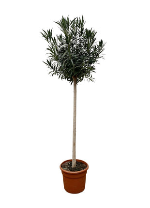 Nerium Oleander on stem with pink flower - Kamerplant