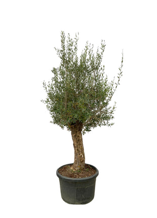 Olea Europaea on stem - Kamerplant