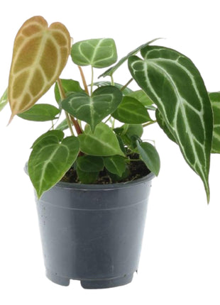 Anthurium Chrystallium - Kamerplant