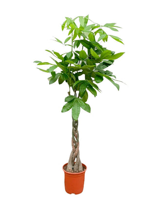 Pachira Aquatica - Kamerplant