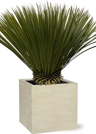 Yucca 90cm - Sterke Kamerplant