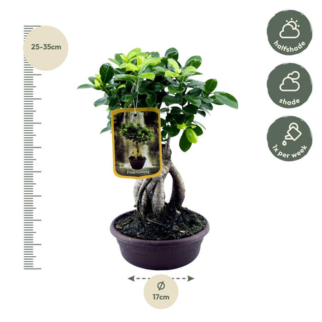 Ficus 30cm - Klassieke Kamerplant