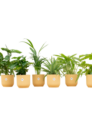 Surprise Box – 6 kamerplanten met Elho Vibes pot Ø14 | Stijlvolle kleurenmix & cadeau - Kamerplant