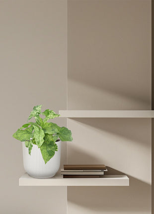 Syngonium Mottled - Kamerplant