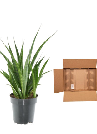 3x Sansevieria Kirkii - 38 cm - ø12