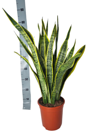 Sansevieria Laurentie - 90cm