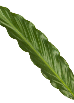 Calathea Wavestar - 80 cm - Ø19cm