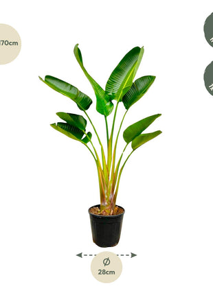 Strelitzia Augusta - 160 cm - Ø21-24cm