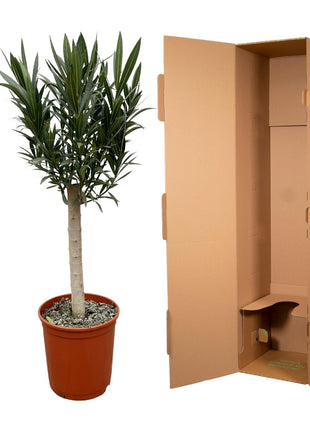 Nerium Oleander on stem with pink flower - Kamerplant