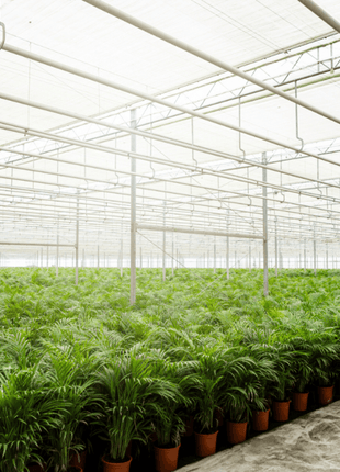 Areca palm - Ø17cm - ↕70cm