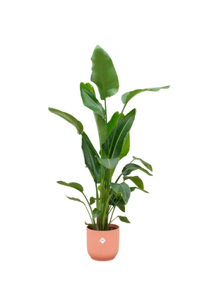 Strelitzia Nicolai 160cm - Paradijsvogelplant