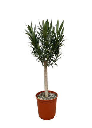 Nerium Oleander on stem with pink flower - Kamerplant