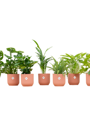 Surprise Box – 6 kamerplanten met Elho Vibes pot Ø14 | Stijlvolle kleurenmix & cadeau - Kamerplant