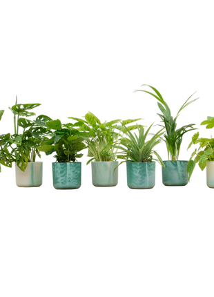 Verrassingsbox - 6 planten inclusief elho Ocean Round pacifisch groen Ø14