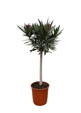 Nerium Oleander on stem with pink flower - Kamerplant