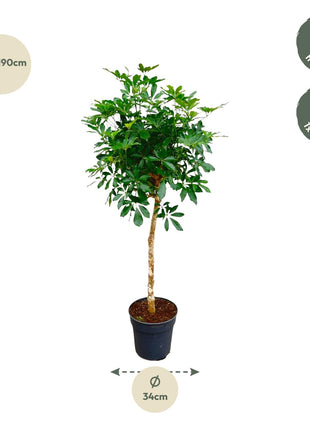 Schefflera op stam – Kamerplant – Luchtzuiverend – Makkelijk te verzorgen – ↑180 - Kamerplant