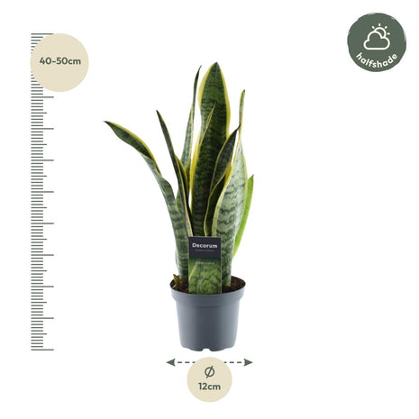 Sansevieria 45cm - Vrouwentong | Luchtzuiverend