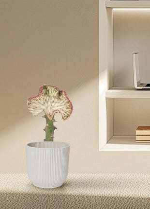 Cactus - Weinig Water & Makkelijk