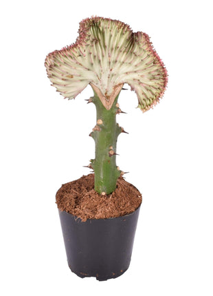 Cactus - Weinig Water & Makkelijk