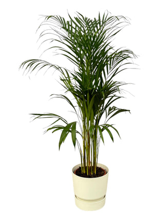 Areca Palm 130cm - Luchtzuiverende Kamerplant met Pot