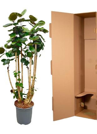 Polyscias Fabian XXL – 150 cm | Luxe luchtzuiverende kamerplant | Glanzend blad & tropische uitstraling - Kamerplant