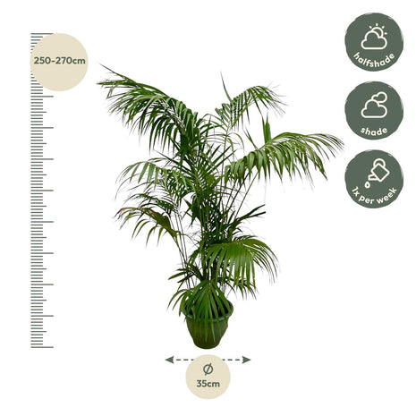 Palm 275cm - Tropische Kamerplant