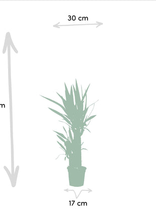 Palm 90cm - Tropische Kamerplant