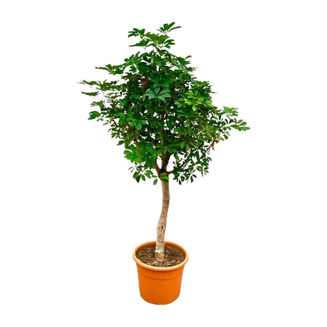 Schefflera on stem - Kamerplant
