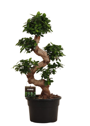 Ficus 80cm - Klassieke Kamerplant