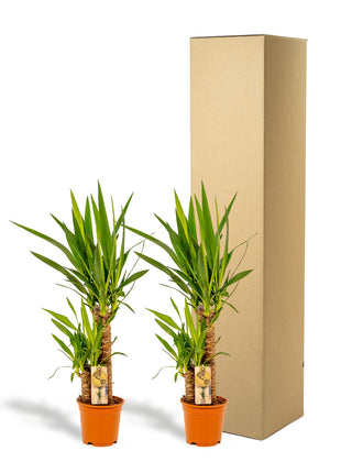 Palm 90cm - Tropische Kamerplant