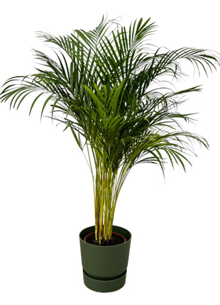 Areca Palm 130cm - Luchtzuiverende Kamerplant met Pot